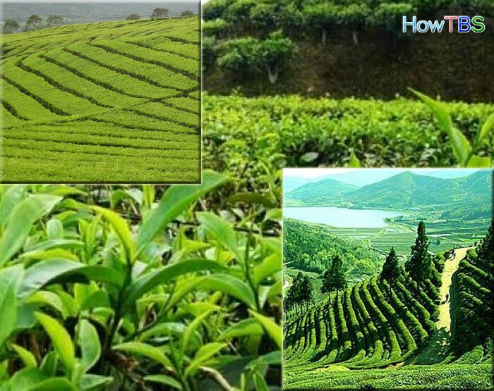 Tea Garden - Siliguri - Travel Destination in India